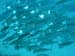 indianmackerel.jpg